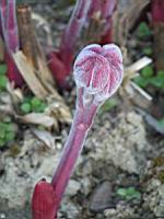 Paeonia Lactiflora cv Solvatare (fam Paeoniacees) (02) (Photo F. Mrugala)